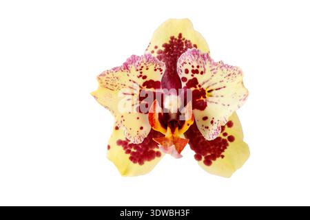 Single yellow  with dark red color spots peloric orchid flower closeup isolated on white background. Butterfly orchid called Starfish Stock Photo