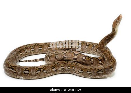 Reticulated python (Malayopython reticulatus) on white background. Studio photo with a specimen from breeding. Species native from South-East Asia Stock Photo