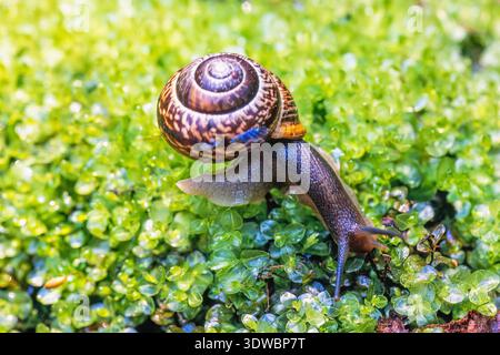 Snail with a shell crawling on green moss Stock Photo