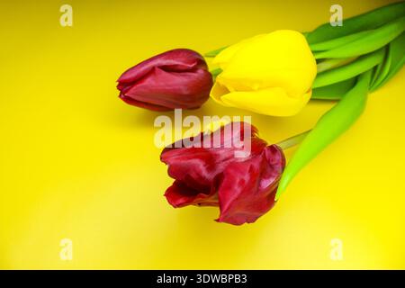 Spring tulip bouquet on the yellow background. Holiday greeting card concept. Copyspace for text. Stock Photo