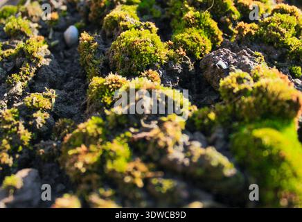 Close-up beautiful bright green moss grown up on the ground. Stock Photo