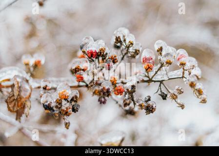 Blackberry popsicles - wild blackberries covered with black ice Stock Photo