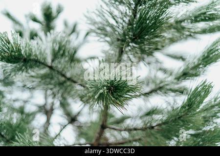 Glaze ice covered pine needles close up Stock Photo