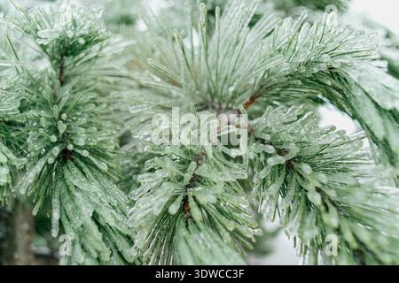 Glaze ice covered pine needles close up Stock Photo