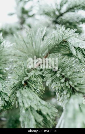 Glaze ice covered pine needles close up Stock Photo