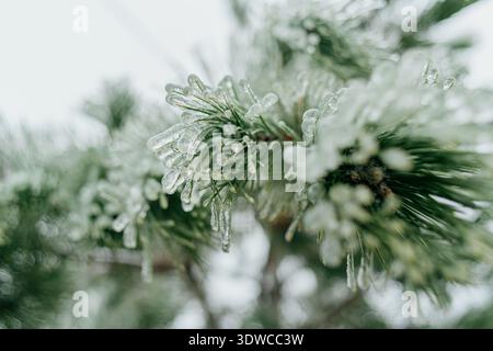 Glaze ice covered pine needles close up Stock Photo