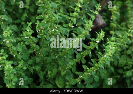 Lemon balm, common balm or balm mint (Melissa officinalis) on garden. Organic herb plant. Stock Photo