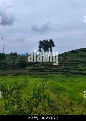 A vertical perspective of lush green terraced tea plantation fields on a hillside under a grey cloudy sky. Stock Photo
