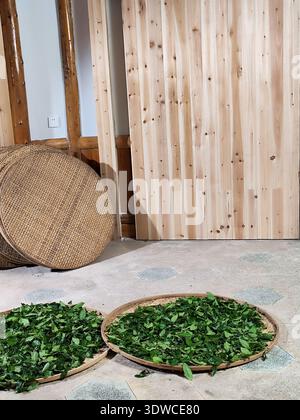 Indoor perspective of freshly harvested tea leaves placed in large round bamboo trays on a floor for traditional drying and processing. Stock Photo