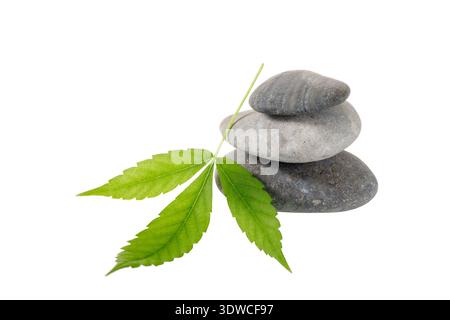 Zen stacked stones with wild cannabis ruderalis leaf isolated on white background. Spa and relaxation concept Stock Photo
