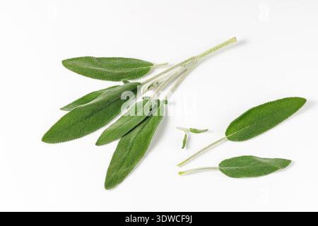 Fresh sage twig and leaves isolated on white background. Salvia officinalis (lat.). Aromatic green sage branch as kitchen spice or herbal natural cosm Stock Photo