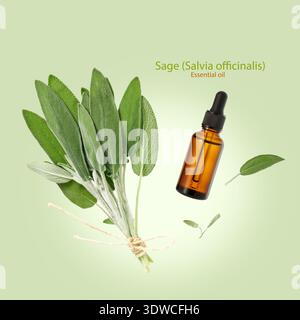 Sage essential oil glass bottle,  aromatic herbs bunch flying isolated on pastel green background. Aromatherapy, homeopathy and spa concept. Salvia of Stock Photo
