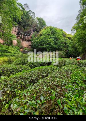Nanping, Fujian Province, China - May 07, 2023: A vertical perspective of terraced tea bushes and dramatic rocky mountains at a tea plantation in Wuyi Stock Photo