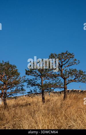 Pine trees and dry grass on a hillside under a clear blue sky in South Korea Stock Photo