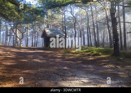 Gentle rays of sunshine break through the morning mist in the Palatinate Forest, bathing the quiet forest in an almost fairy-tale-like, peaceful atmos Stock Photo