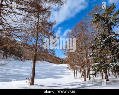 Beautiful winter landscape with blue sky, clouds, and long shadows on fresh white snow Stock Photo