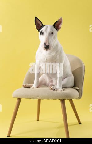 Front View Bull Terrier Sitting on Chair Studio Shot: Minimalist studio composition of elegant dog. Stock Photo