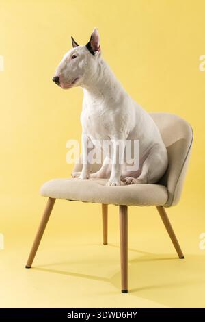 Bull Terrier Profile Sitting on Chair Studio Shot: Side view portrait of Bull Terrier on chair. Stock Photo