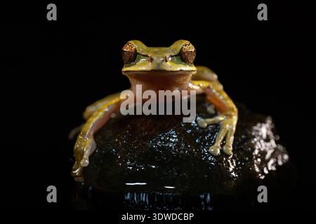 Macro shot of a vibrant lime-green tree frog with striking golden eyes perched on a dark, wet stone against a black background. Stock Photo