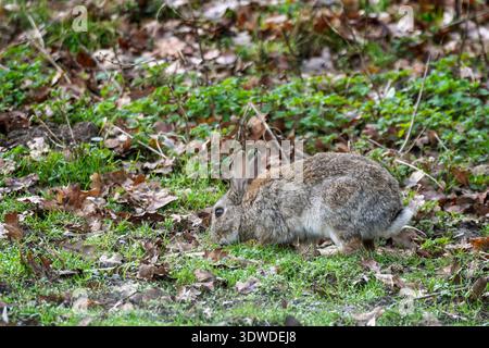 Close up a wild rabbit foraging on the ground in Wiltshire, UK in February 2026 Stock Photo