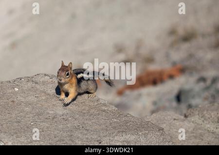 Close-up shot of a squirrel on a rock with a blurred natural background Stock Photo