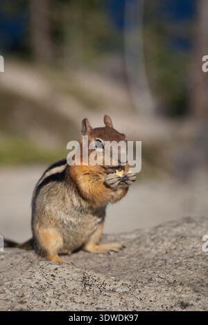 Close-up shot of a squirrel on a rock holding food in its paws Stock Photo