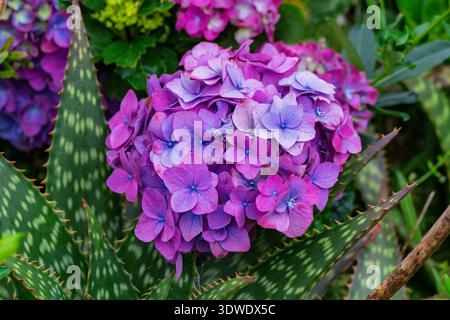 A close-up shot of vibrant purple and blue hydrangeas amidst lush green foliage, showcasing the stunning colors and textures of nature on Flores Islan Stock Photo