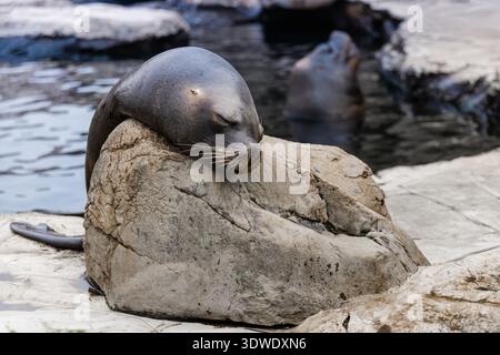 A sea lion is peacefully resting on a large rock beside the water, enjoying a tranquil moment. Its eyes are closed, reflecting a sense of relaxation i Stock Photo