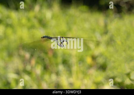 A vibrant dragonfly in mid flight against a lush green background, showcasing the delicate intricacies of its transparent wings and its striking color Stock Photo