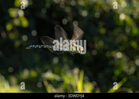 Close up of a dragonfly in mid flight, its translucent wings elegantly beating against a lush green background, capturing a moment of natural grace an Stock Photo