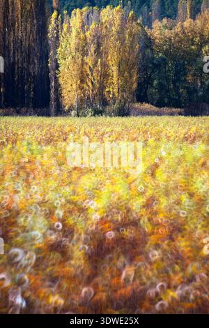 A dreamy landscape captures the vibrant colors of autumn as blurry circles of light dance over a vast field, complemented by tall trees in the backgro Stock Photo