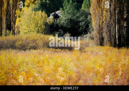 The vibrant autumn landscape in Cuenca showcases colorful foliage, with vivid yellows and oranges amid towering trees. This scenic view epitomizes fal Stock Photo