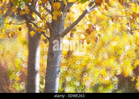 Vibrant autumn leaves create a colorful tapestry as sunlight filters through, casting beautiful bokeh in a serene Cuenca setting. Nature's intricate p Stock Photo