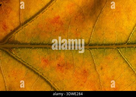 Close-up of an autumn leaf showcasing the intricate network of veins and rich hues of gold and orange, enhanced by natural lighting, highlighting fall Stock Photo