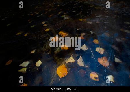 Golden and brown autumn leaves gently float on a dark, serene water surface, creating a peaceful and reflective scene that captures the essence of the Stock Photo