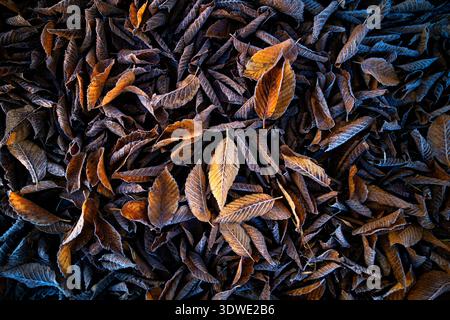 An artistic depiction of autumn leaves in an oak grove, highlighting the essence of pictorialism. The leaves' texture and color create a serene, atmos Stock Photo