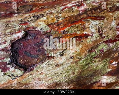 Close-up view of a tree trunk painted in watercolor, highlighting the earthy tones and intricate textures that showcase the natural beauty and shades Stock Photo