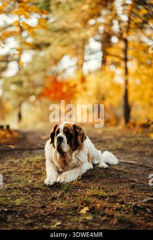 A gentle St Bernard dog lying on a forest path surrounded by vibrant autumn foliage. The serene setting highlights the dog's calm demeanor amid nature Stock Photo