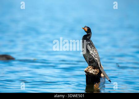 A Reed Cormorant, Microcarbo africanus, perched on a rock at Lake Naivasha, Africa. Known for its long tail and sleek black feathers, it's a common si Stock Photo