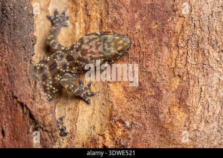 A gecko clings to rugged tree bark, camouflaging perfectly with its surroundings. The intricate patterns and textures highlight the small wonders foun Stock Photo