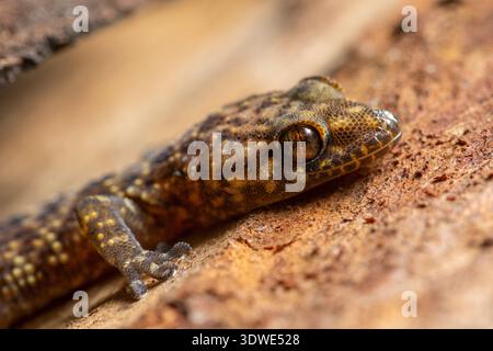 A macro shot captures the intricate details of a gecko's patterned skin as it rests on a textured wooden surface, showcasing the wonders of small worl Stock Photo