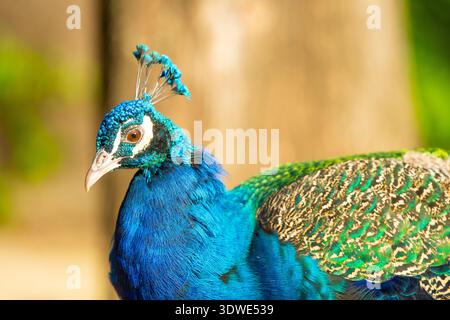 A vibrant peacock is showcasing its brilliant, colorful plumage in a natural setting. The striking blend of blue, green, and iridescent hues highlight Stock Photo