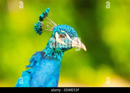 Close-up of a colorful peacock displaying its vibrant blue and green plumage with an out-of-focus natural green background, highlighting its intricate Stock Photo