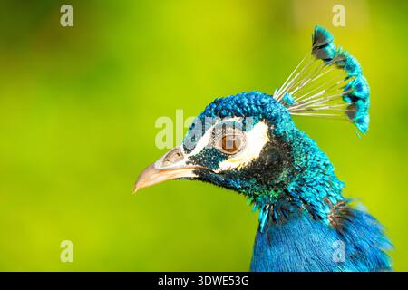 A vibrant close-up image of a peacock's head showcases its iridescent blue and green feathers against a lush green background, highlighting the bird's Stock Photo