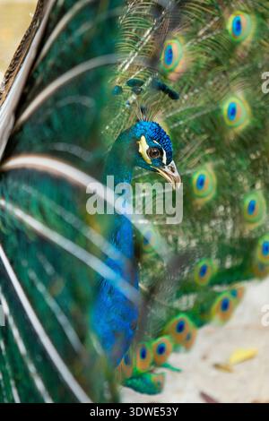 A majestic peacock showcasing its vibrant, colorful feather fan in full display. The intricate patterns and glowing hues make a striking statement of Stock Photo
