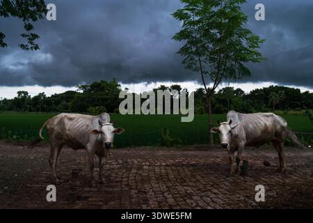 Kashimpur, Bangladesh - 18 September 2023: View of two cows standing on a brick path under a dramatic stormy sky, near lush green fields and trees. Stock Photo