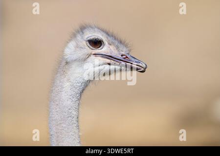 A close-up view of an ostrich in a wildlife sanctuary, showcasing its expressive eyes and unique feather texture. An example of nature's fascinating d Stock Photo