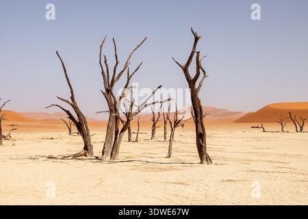 A striking view of Deadvlei, Namibia, showcasing the stark contrast between the dead camel thorn trees and the vivid orange dunes under a clear blue s Stock Photo