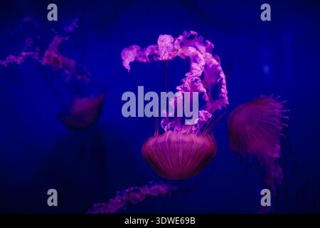 Stunning view of vibrant jellyfish floating gracefully in an illuminated, deep blue aquarium, creating a mesmerizing and ethereal atmosphere in a muse Stock Photo