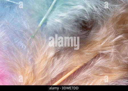 A delicate arrangement of pastel-colored feathers creating a soft, dreamy background. The gentle hues of blue and beige blend seamlessly for a calming Stock Photo